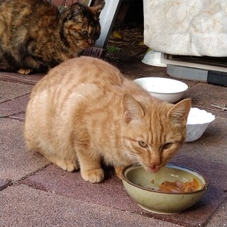 1歳　茶トラの男の子　甘えっ子