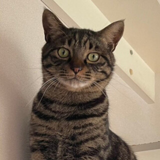 お腹を空かせ彷徨っていた、グレープくん♪　キジトラ