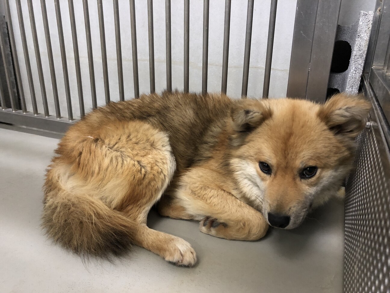 譲渡されました ありがと 山口県 犬の里親募集 ペットのおうち 月間利用者150万人