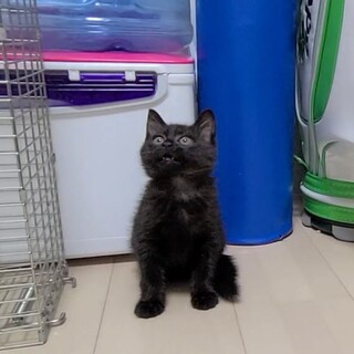 黒猫メス生後２ヵ月くらい♪
