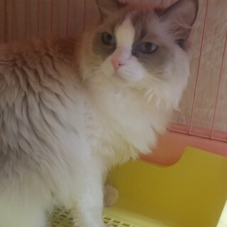 ラグドール⭐パルム⭐女の子もうすぐ3歳