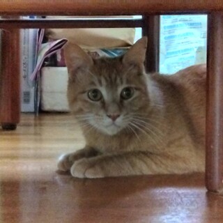 【人馴れ訓練中】まん丸お顔の琥珀くん♪