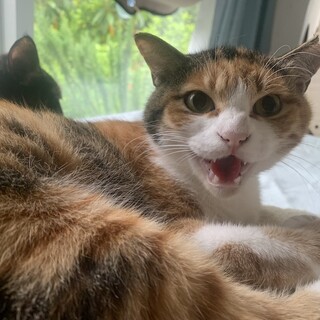 シャーは挨拶らんまちゃん 慣らしを楽しめる方！