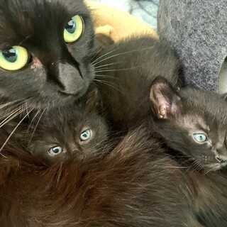 かわいい黒子猫３兄弟のおうちを募集しています！♪