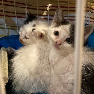 元気な猫村さん風模様の子です