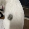 左の背中に黒の丸模様有り