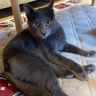 超綺麗！なれなれのグレー　レオくんです