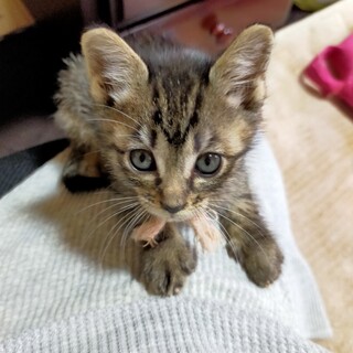 とっても懐っこいキジトラ兄妹❤