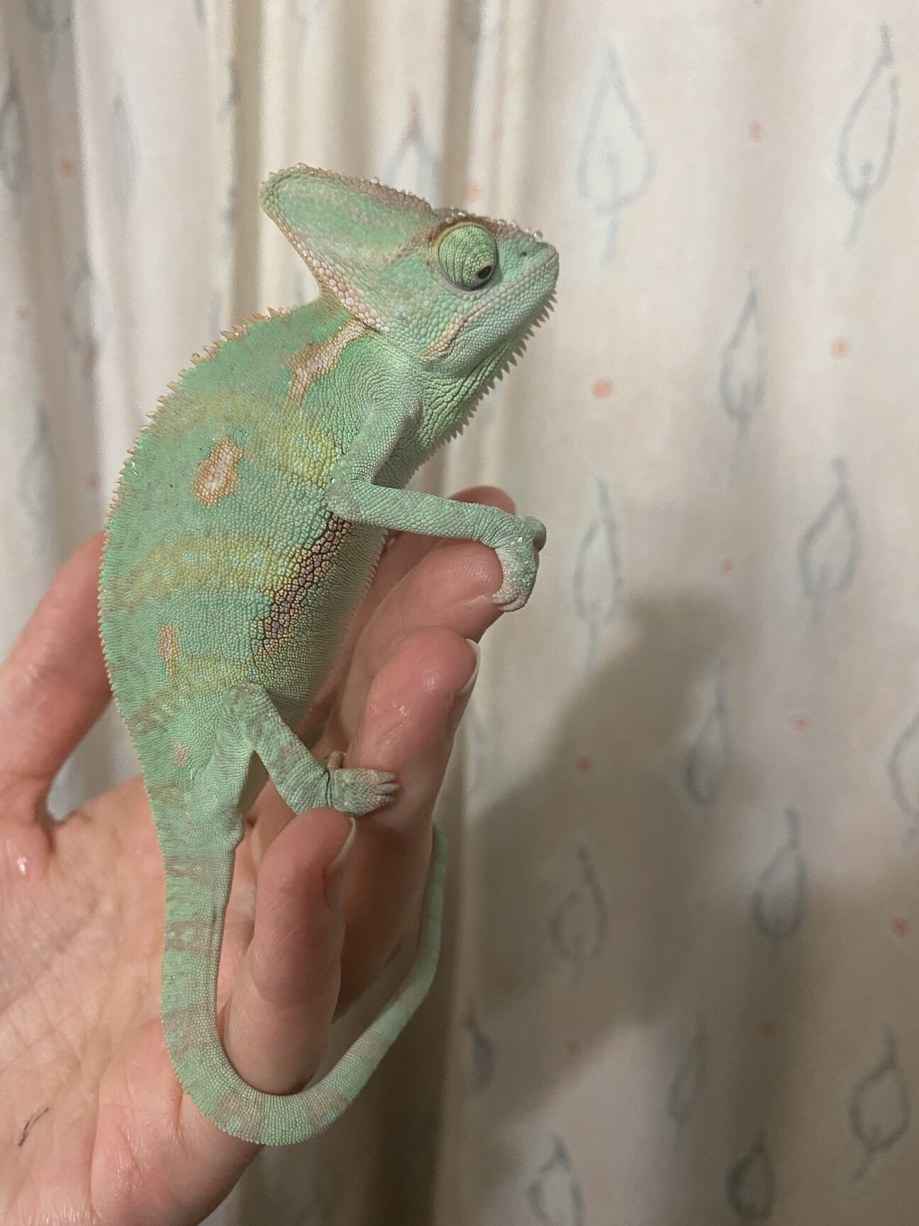 エボシカメレオン 男の子 大阪府 爬虫類 他の里親募集 ペットのおうち 月間利用者150万人