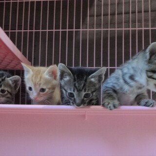4月14日生まれの４兄妹☆茶トラ＆キジトラ