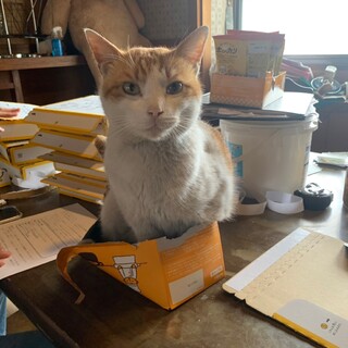 NO人見知り！懐っこ茶白ニャン♡虎次郎