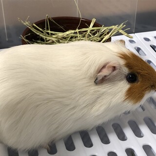 モルモット　里親募集