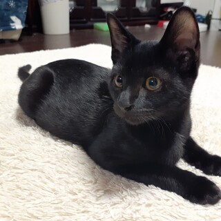 黒猫のイケニャンは甘えん坊☆