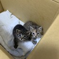 二匹の兄妹の里親さん募集中