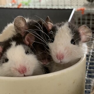 ファンシーラット里親募集   赤ちゃん