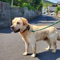 ラブラドール5歳男の子（5/17一旦停止します）