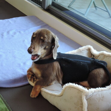 ヘルニア手術後