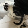 愛嬌たっぷり白黒のみー君の家族になって下さい！ サムネイル3