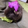 ぽえちん