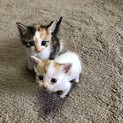 野良子猫2匹