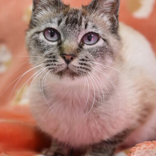 シャムMIXアラナちゃん