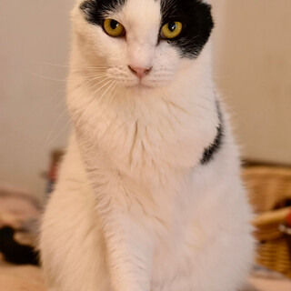 3本足のアラレス