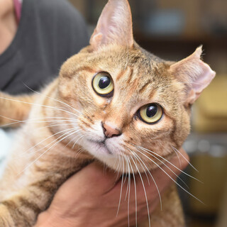 アビシニアン色のツンちゃん