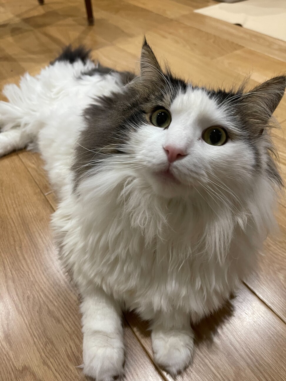 サイベリアンフォレストキ 東京都 猫の里親募集 ペットのおうち 月間利用者150万人