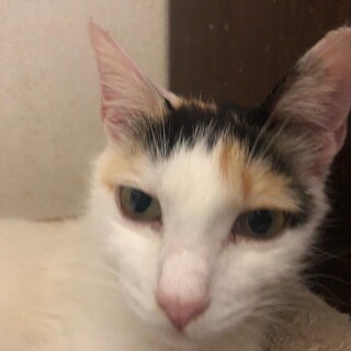ありがとうございました★三毛猫チーちゃんファミリー