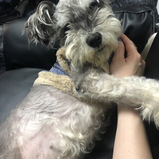 ミニチュアシュナウザー里親募集