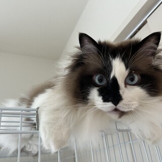 可愛がってくださる里親募集