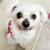 マルチーズ♀マルコ サムネイル2