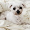 マルチーズ♀マルコ サムネイル3