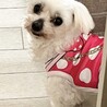 マルチーズ♀マルコ サムネイル4