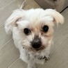 マルチーズ♀マルコ サムネイル5