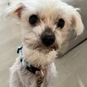 マルチーズ♀マルコ サムネイル6