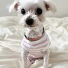 マルチーズ♀マルコ サムネイル7