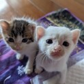 世界自然遺産 徳之島で生まれた仔猫の里親募集★