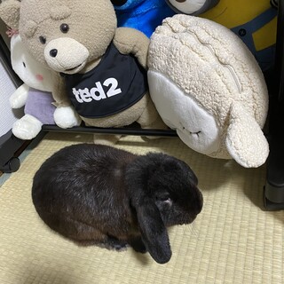 ホーランドロップイヤー