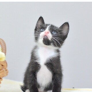 【5/22譲渡会デビュー】４月７日生のしょうゆ君