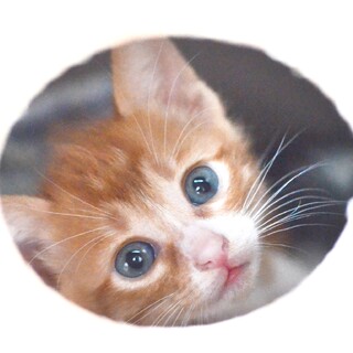 【5/22譲渡会デビュー】４月７日生のチャーちゃん