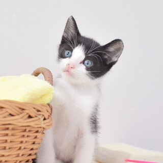 【5/22譲渡会デビュー】４月７日生の天くん