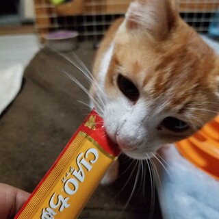 《ピットくん》沖縄離島から幸せ探し