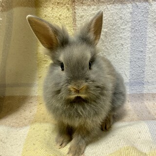 保護っこ2世 其の一