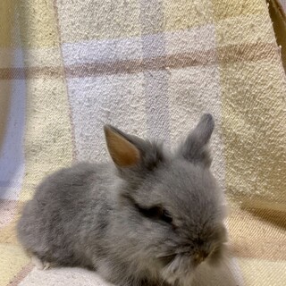 保護っこ2世 其の二