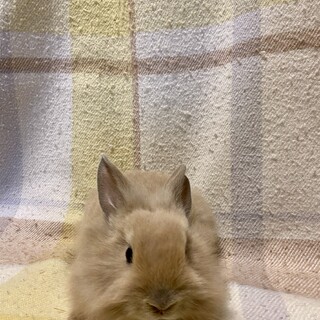 保護っこ2世 其の四