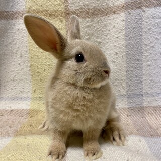 保護っこ2世 其の五