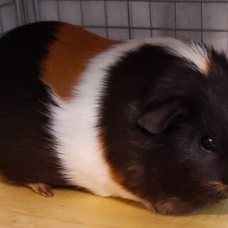 イングリッシュモルモットの里親募集