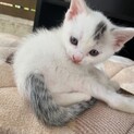 親戚の家で産まれた仔猫4匹　一時募集中断します。