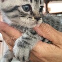 仔猫4匹兄妹　一時募集中断致します。